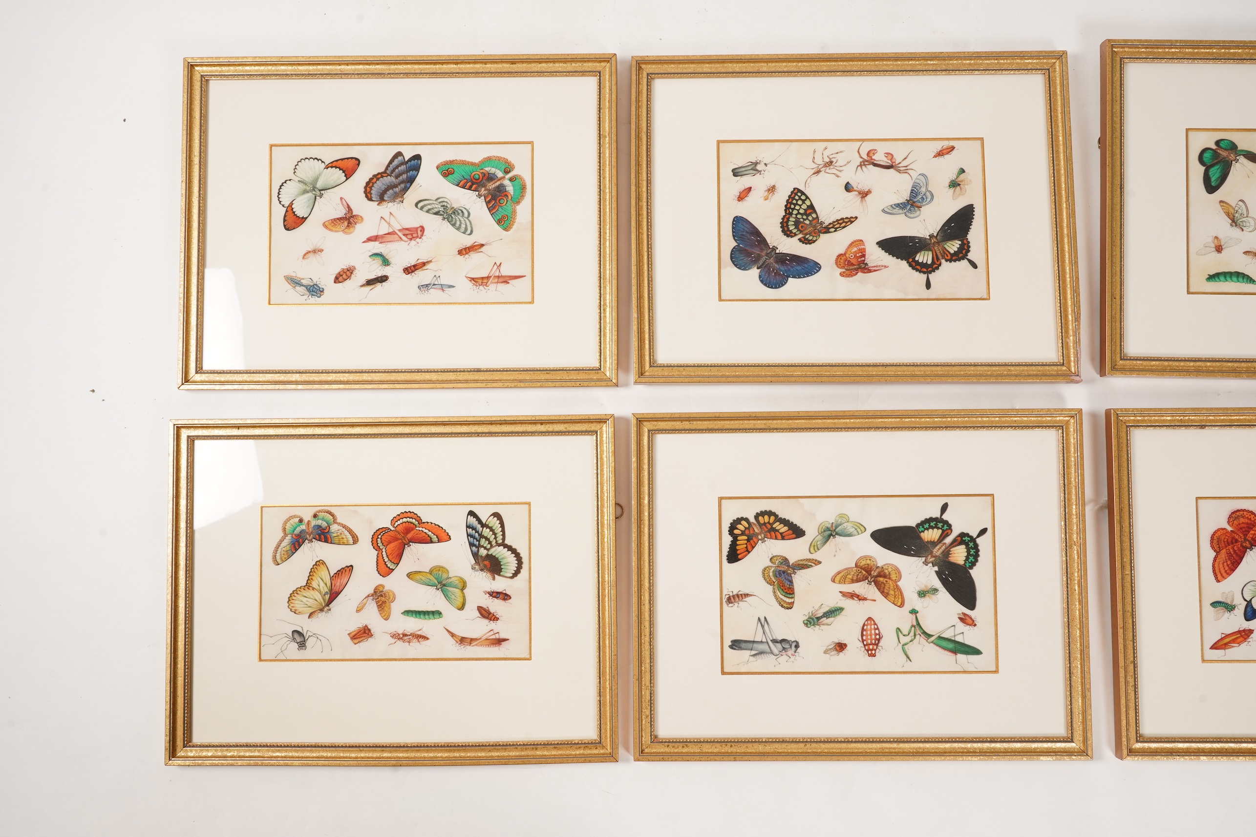 Chinese School , (mid 19th century), Butterfly and insect studies, A set of eight watercolours on pith paper, each image 16 x 26cm, staining